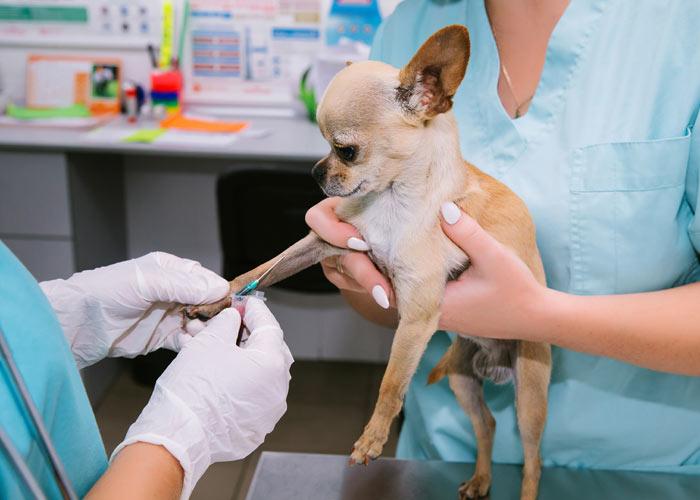 kosten voor en na aanschaf van een chihuahua puppy