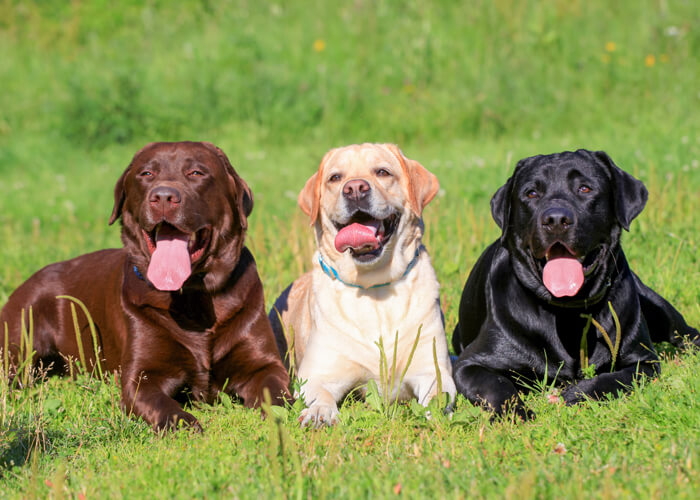 Geschiedenis labrador
