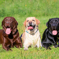 algemene informatie over de labrador