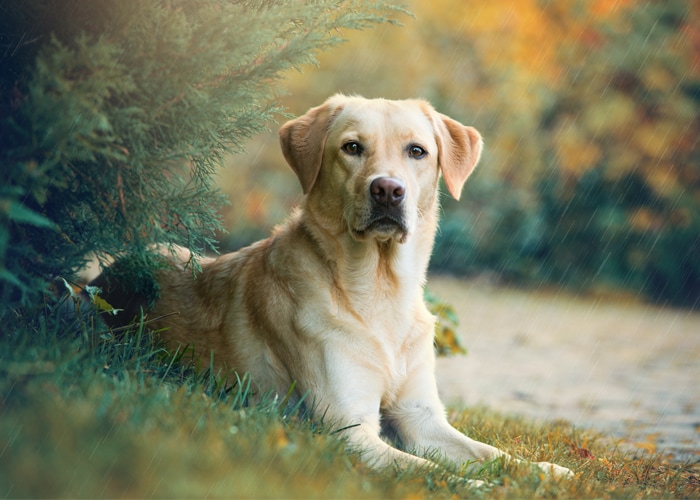 Rasverenigingen labrador