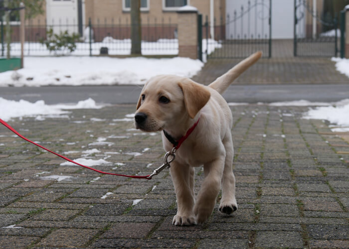 labrador hondenras