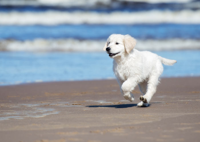 Overige tips golden retriever