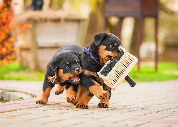 puppy aanschaffen
