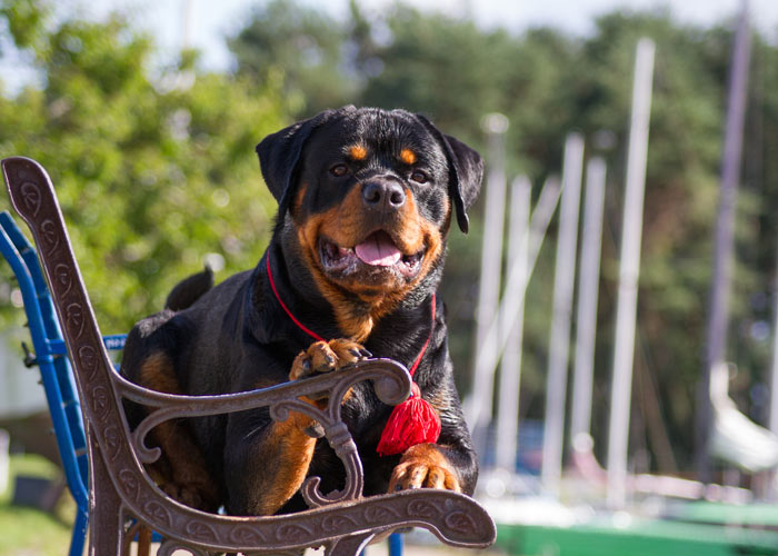 Informatie over de rottweiler