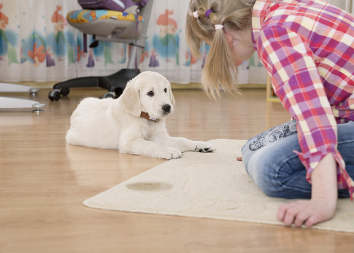 tips voor het opvoeden van een golden retriever puppy