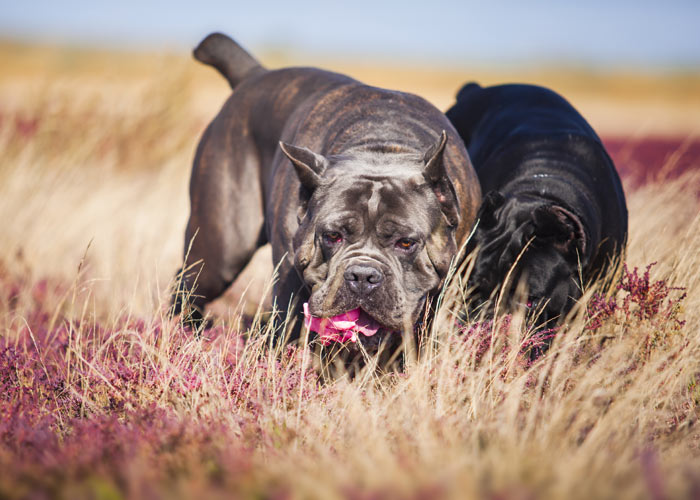 Het uiterlijk van twee verschillende cane corso honden