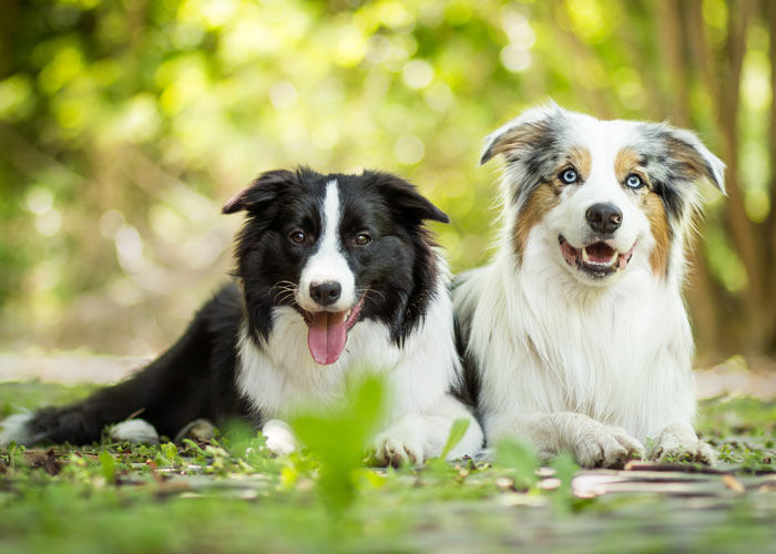 border collie