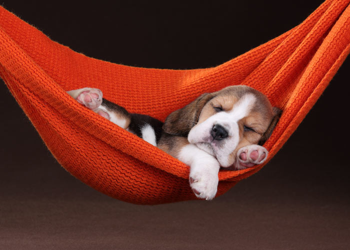 Het uiterlijk van een beagle