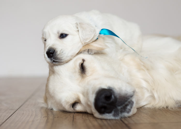 Verzorging golden retriever