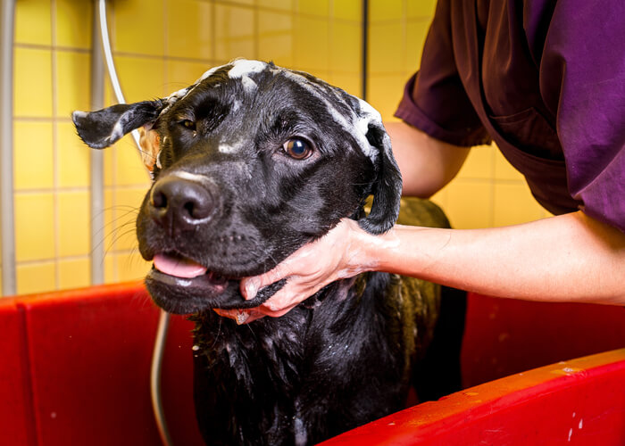 Verzorging van de labrador