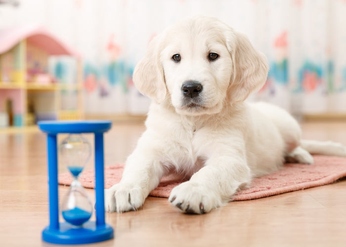 voorkomende ziekten en erfelijke aandoeningen golden retriever