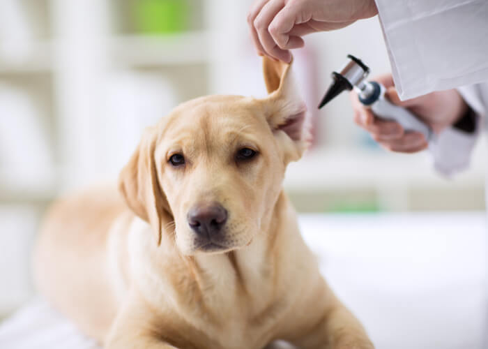 Ziekten en erfelijke aandoeningen labrador