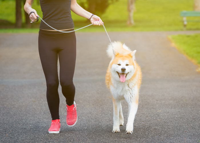 Rennende Akita