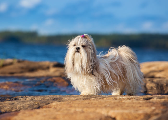 algemene informatie over de Shih tzu