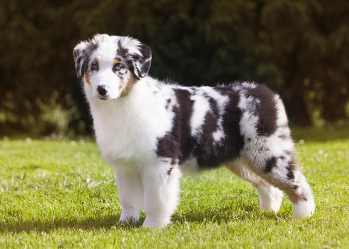 Wat kost een Australian shepherd in onderhoud en aanschaf
