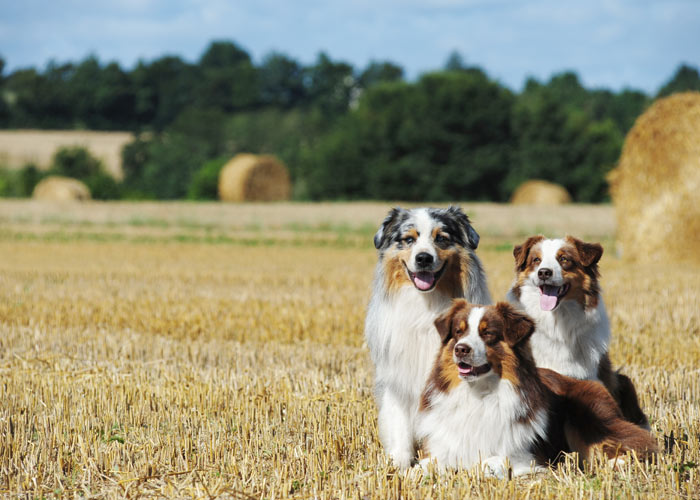 Algemene informatie over de Australian shepherd