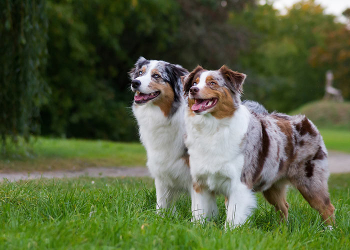 Australian shepherd introductie