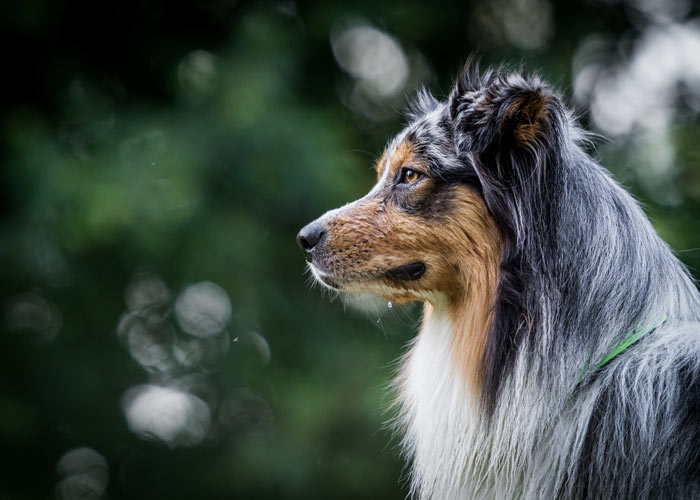 Australian shepherd rasvereniging