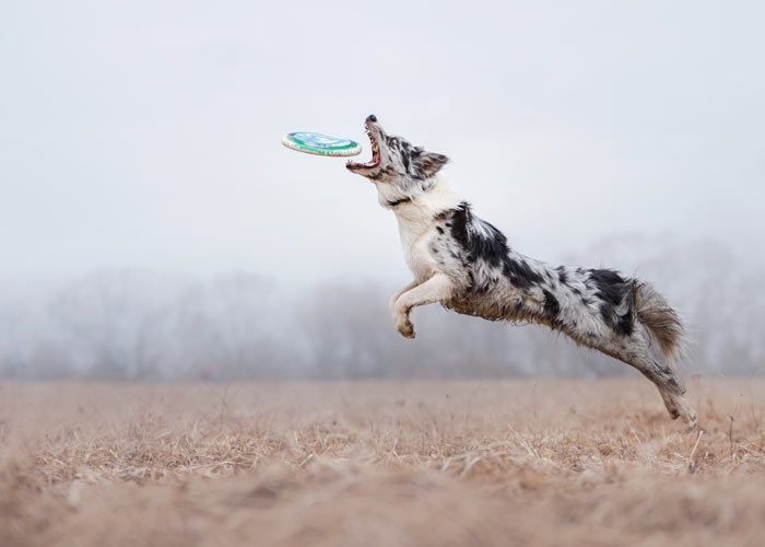 Australian shepherd springt naar een frisbee toe