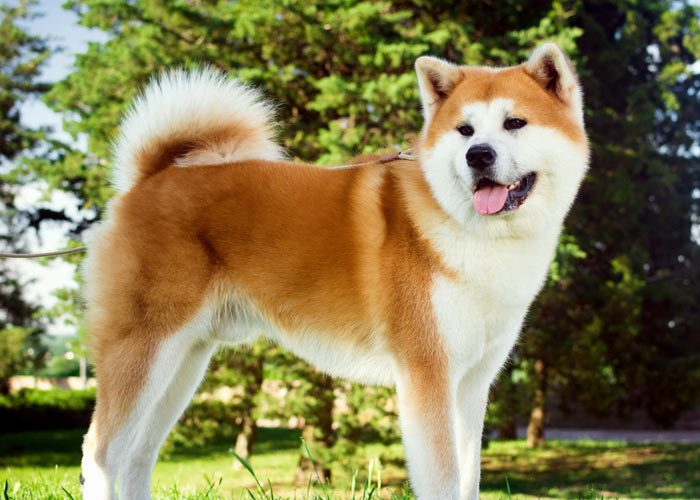 algemene  informatie over de akita hond