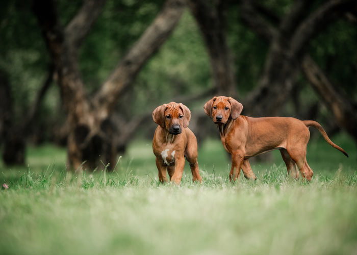 De aanschaf en kosten voor een Rhodesian ridgeback puppy