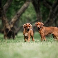 De aanschaf en kosten voor een Rhodesian ridgeback puppy