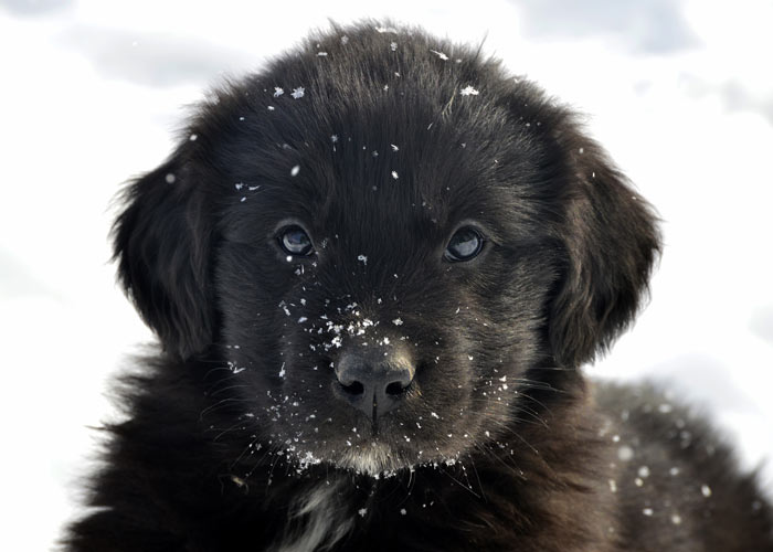 De aanschaf en kosten voor een newfoundlander puppy