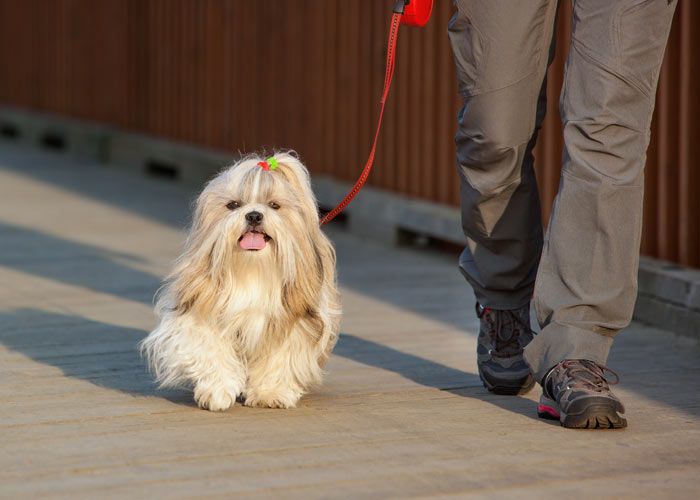 De opvoeding van een Shih tzu puppy