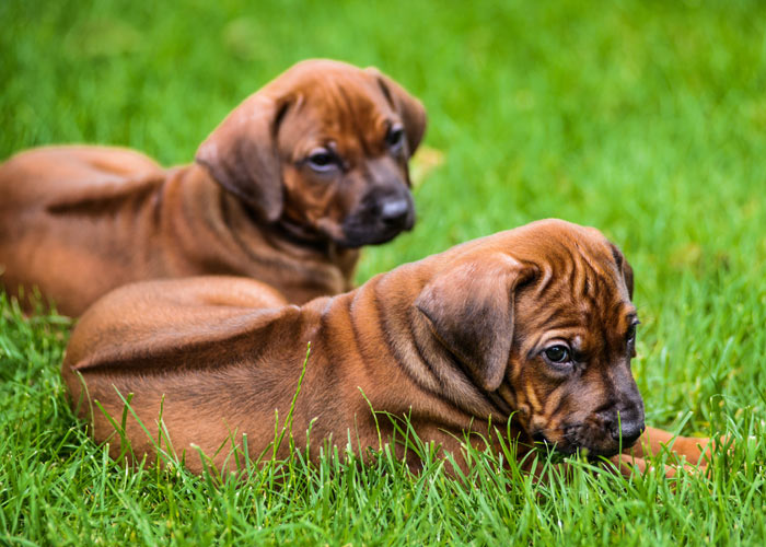 Rhodesian ridgeback verzorging