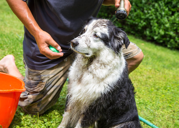 Een Australian shepherd die door het baasje wordt gewassen