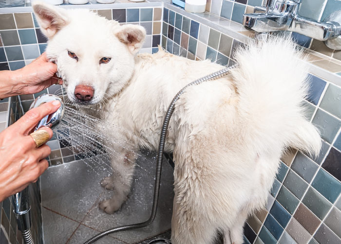 Het verzorgen van de akita hond