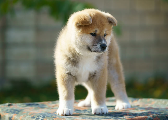 Het opvoeden van een akita puppy