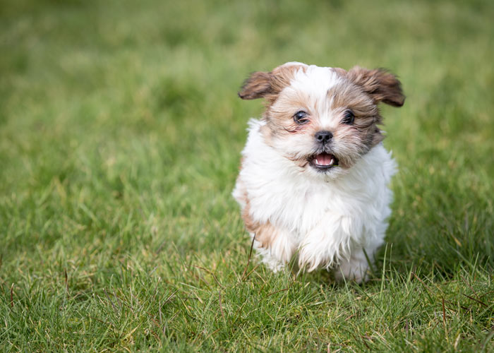 Fysieke en mentale uitdaging Shih tzu