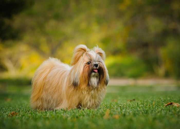 Het uiterlijk van de Shih tzu
