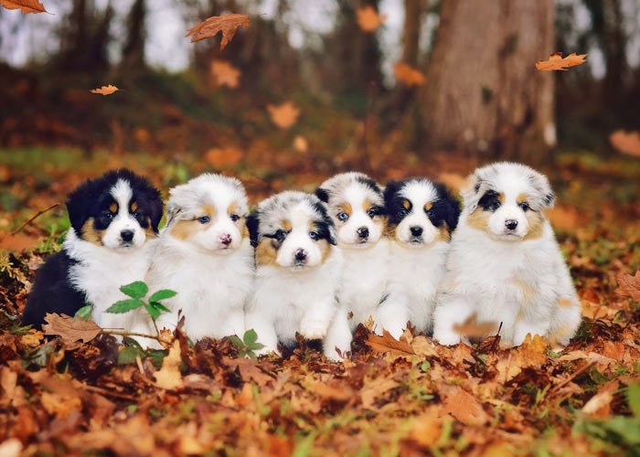 Het uiterlijk van een aantal Australian shepherd puppy's