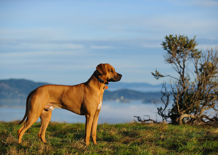 Rhodesian ridgeback - algemeen