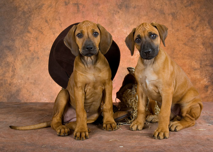 Rhodesian ridgeback karakter