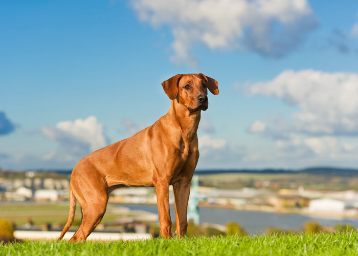 rhodesian ridgeback hondenras