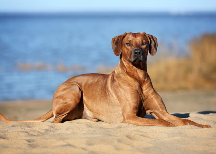 Rhodesian ridgeback uiterlijk
