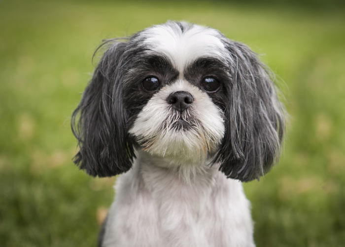 Shih tzu introductie