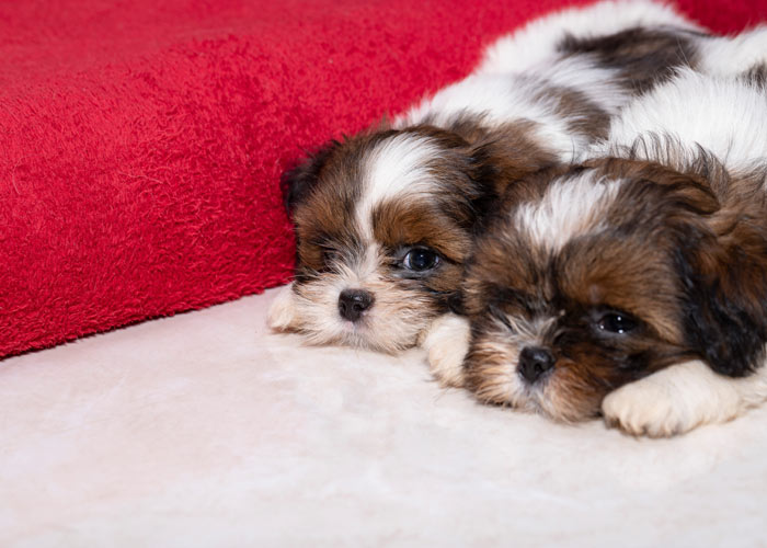 De Shih tzu rasvereniging