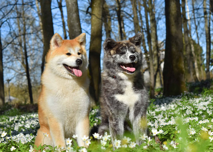 Twee verschillend uitziende Akita honden
