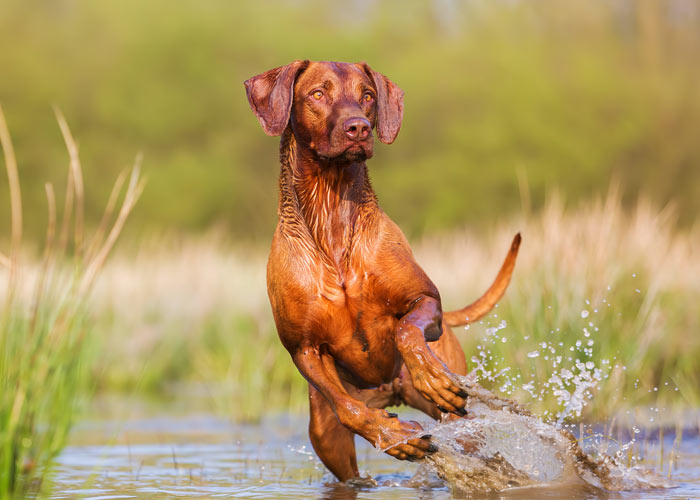 fysieke en mentale uitdagingen voor een Rhodesian ridgeback