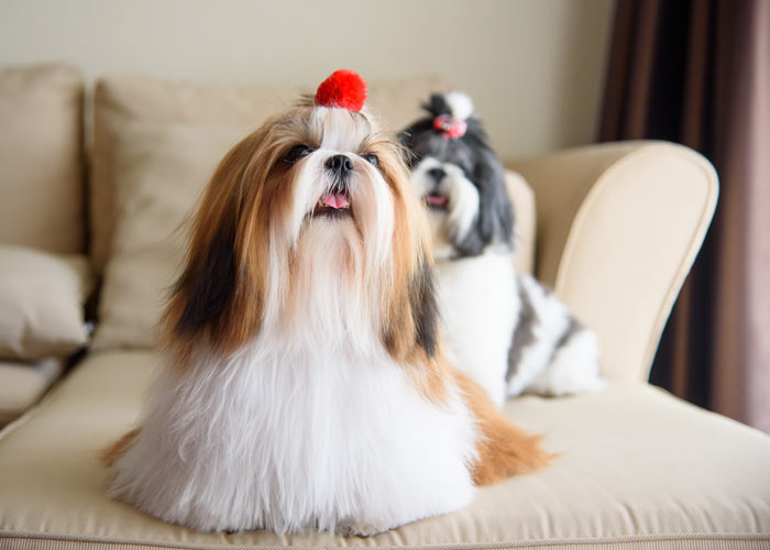Alles over de shih tzu