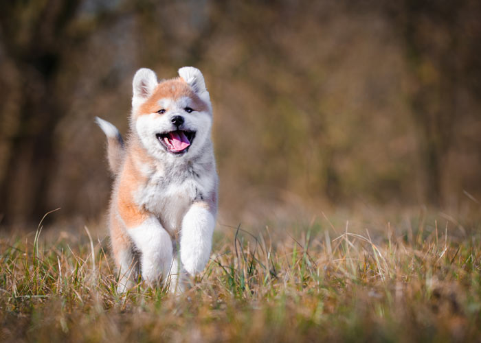 Het actieve karakter van de akita hond
