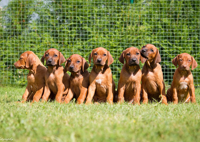 het opvoeden van Rhodesian ridgeback puppy's