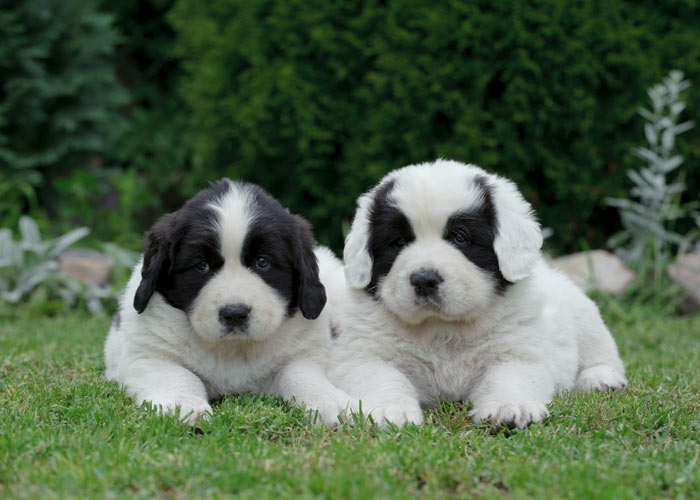 het opvoeden van newfoundlander puppy's