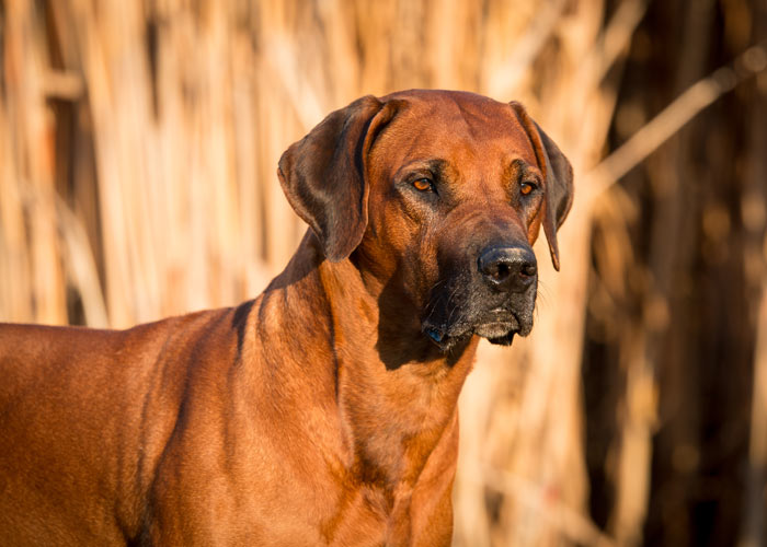 Informatie over Rhodesian ridgeback honden en puppy's