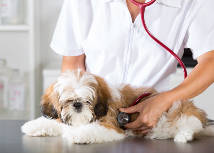 medische problemen Shih tzu