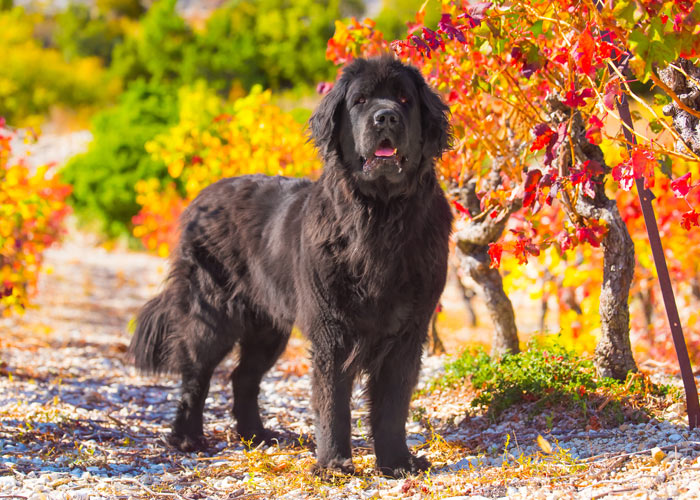 algemene informatie over de newfoundlander